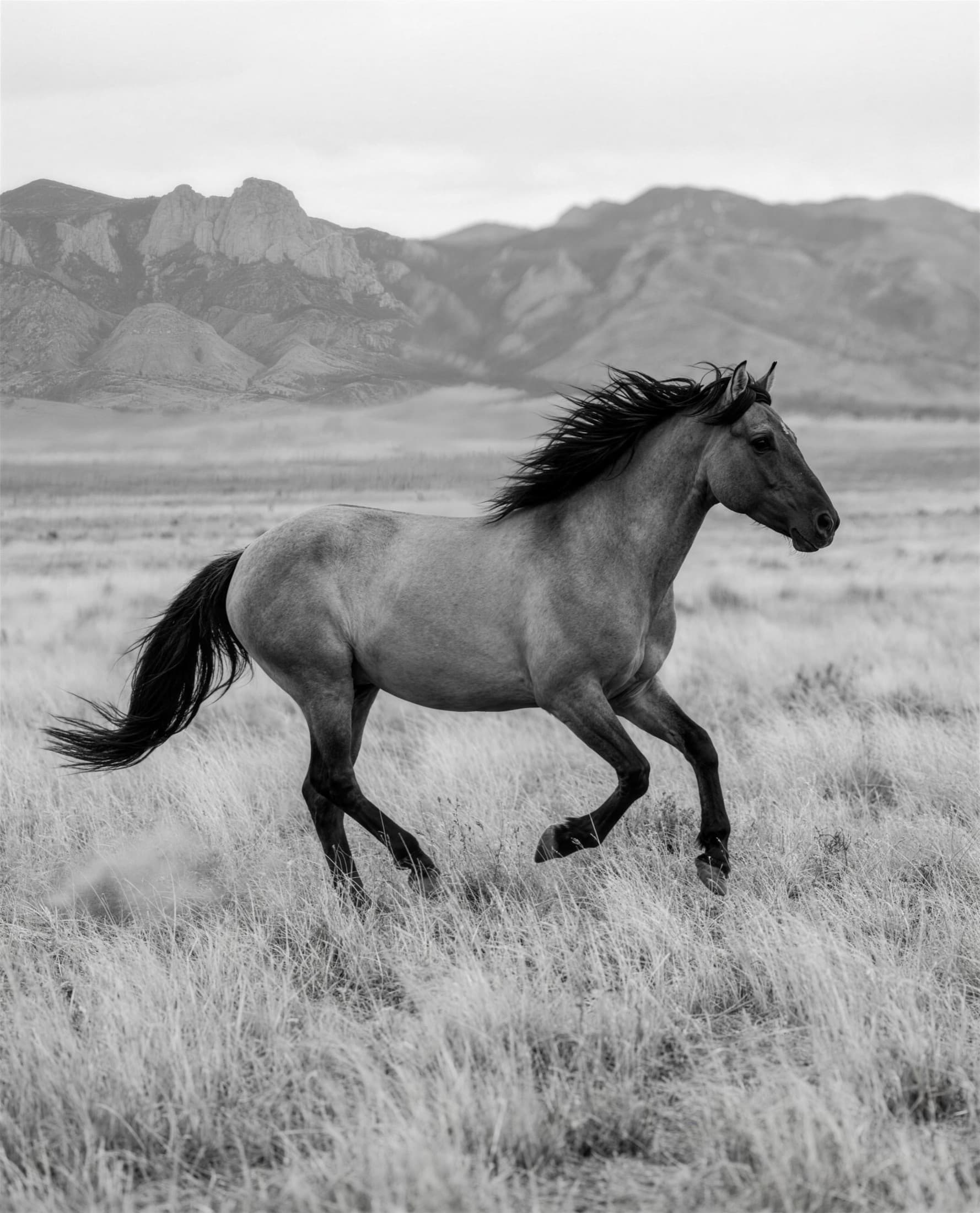 Grulla horse, silver-gray coat with a black dorsal stripe, in an open-range trot